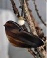 Birdy Deko-Anhänger Vogel aus Horn m. Perlen, B 8 cm, H 4,5 cm, St 0,2 cm