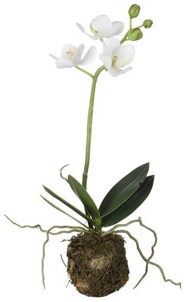 Lebensechte weiße Orchidee mit Wurzelballen